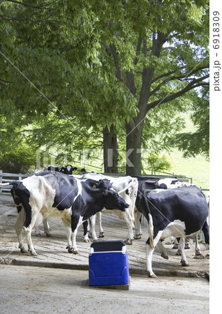 六甲牧場の乳牛 6918309
