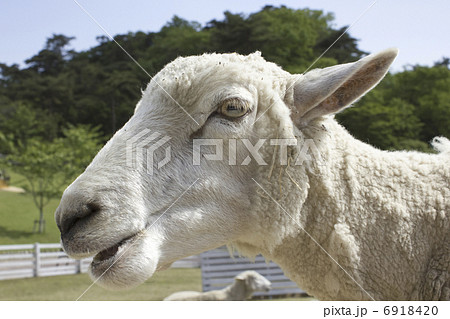 羊の顔のアップの写真素材