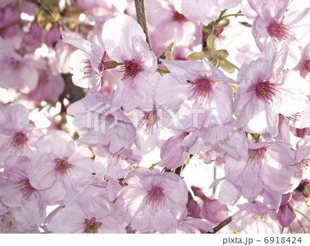 満開のさくらの花 満開のさくらの花 6918424