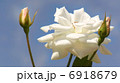 シュネー ヴィッチェン 6918679