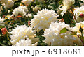 ムーン スプライト 6918681