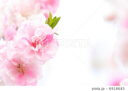 ハナモモ 6918683