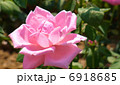 マダム カロリン テストウ 6918685