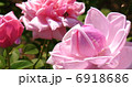 マダム カロリン テストウ 6918686