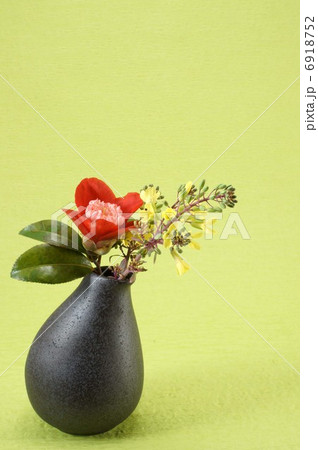 ハボタンと卜伴つばき 6918752