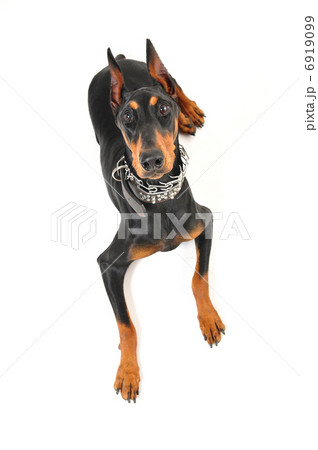 ドーベルマン 6919099