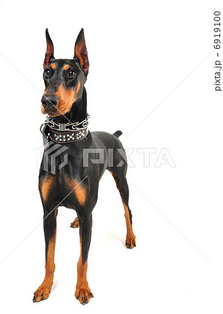 ドーベルマン ドーベルマン 6919100