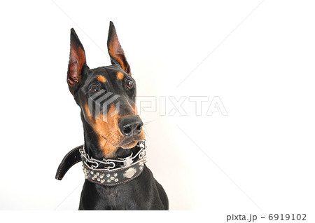 ドーベルマン 6919102