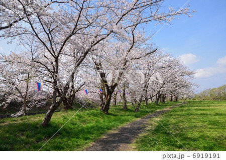 福岡堰の桜並木 6919191