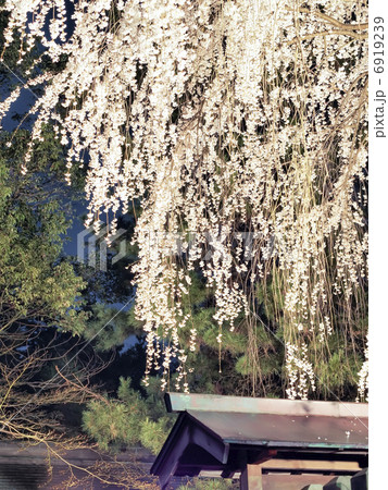 夜の枝垂れ桜の花 6919239