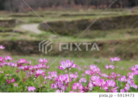 レンゲ草と棚田 6919473