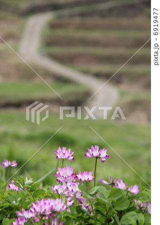 レンゲ草と棚田 6919477