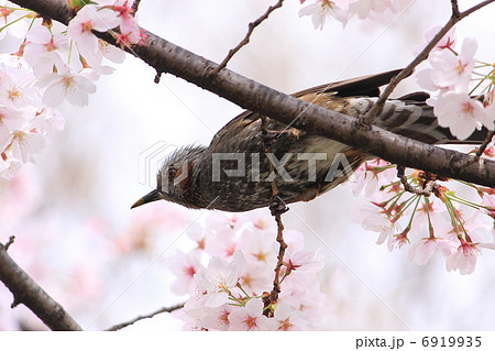 ヒヨドリ 6919935