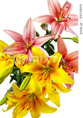 Pink and yellow-orange lilies 6919944