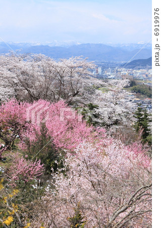 花見山 6919976