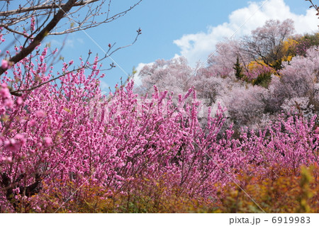 花見山 花見山 6919983