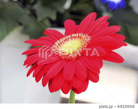 赤いガーベラの花 赤いガーベラの花 6920008