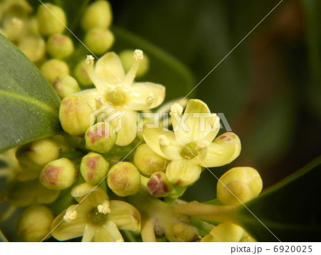 モチノキ 6920025