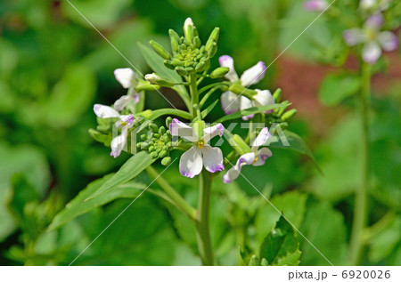 植物・ダイコン　アブラナ科 6920026