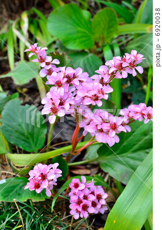 植物 ヒマラヤユキノシタ ユキノシタ科の写真素材
