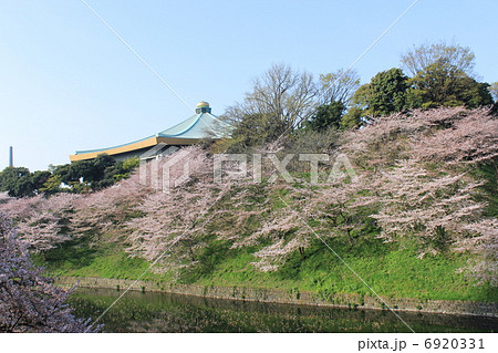 千鳥ヶ淵の満開の桜 千鳥ヶ淵の満開の桜 6920331