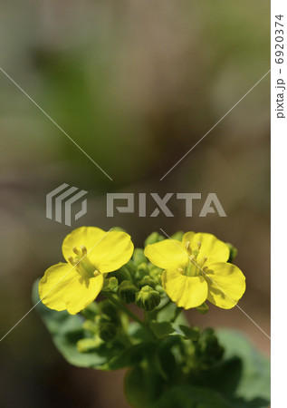 菜の花 6920374