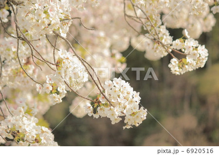 さくら 6920516