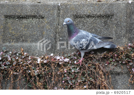 ハト 6920517