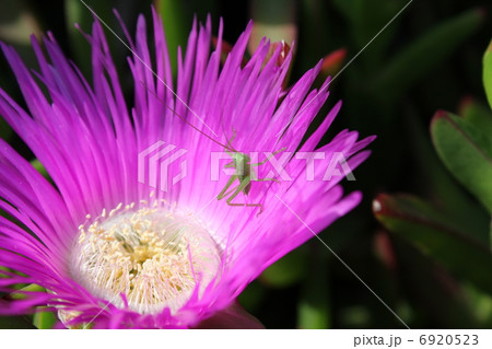 バッタの赤ちゃんとマツバギク 6920523