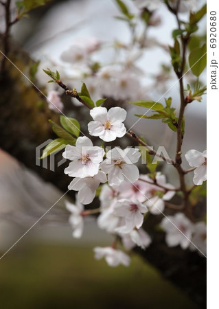 さくら 6920680