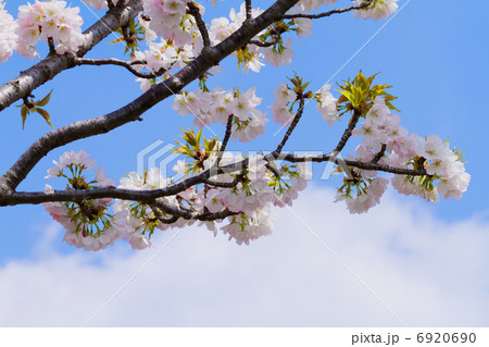 都市農業公園の淡いピンク色の桜の花・苔清水 6920690