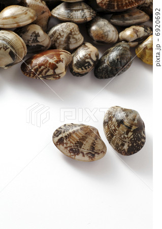 あさり貝 6920692