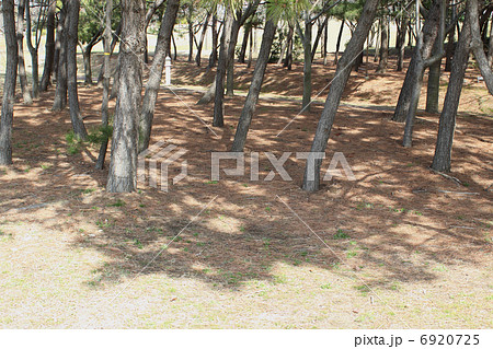 散歩道 散歩道 6920725