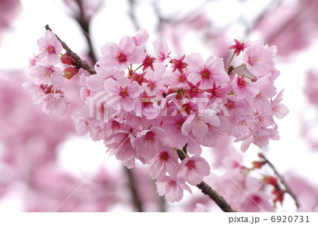 寒桜 寒桜 6920731