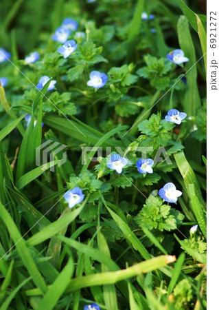 春の野の花・地の星のような空色の花をつけるオオイヌノフグリ・縦位置 春の野の花・地の星のような空色の花をつけるオオイヌノフグリ・縦位置 6921272