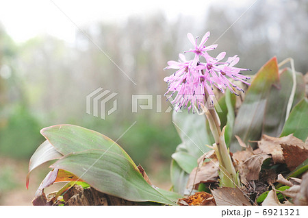 ショウジョウバカマ ショウジョウバカマ 6921321
