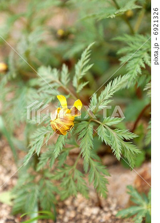 初春の花・ほころび始めた福寿草の花一輪・縦位置 6921326