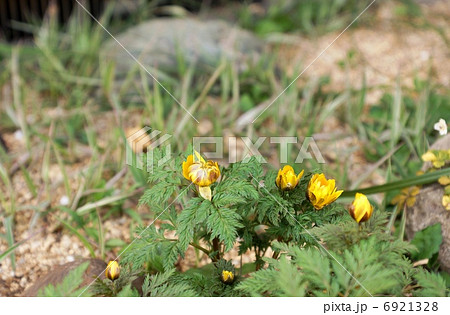 初春の花・ほころび始めた福寿草の花・横位置 初春の花・ほころび始めた福寿草の花・横位置 6921328