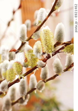 春の素材 春の光を浴びる猫柳の花たくさん 縦位置の写真素材