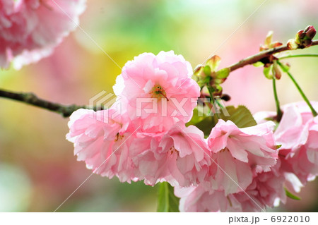八重桜 6922010