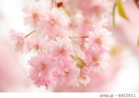 八重紅枝垂れ桜 6922011