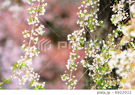 枝垂れ桜 6922012