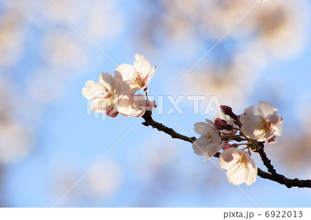 桜 6922013