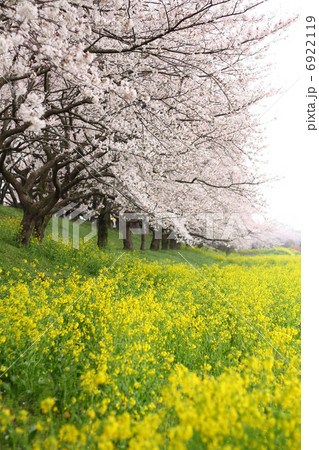 桜と菜の花 6922119