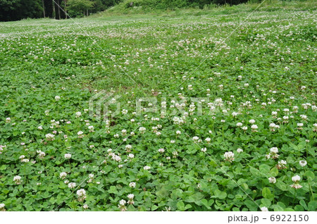 シロツメクサの草原 6922150