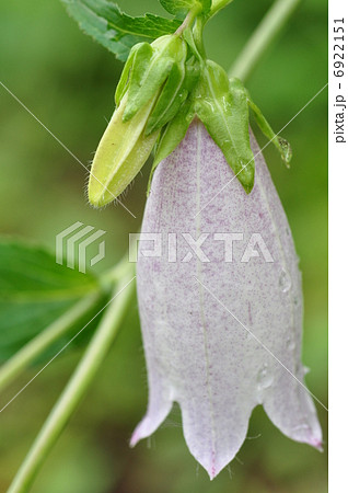 ホタルブクロ ホタルブクロ 6922151