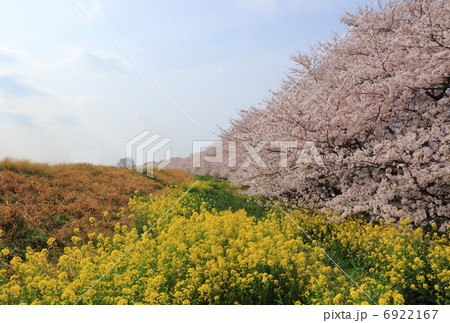 熊谷桜堤 熊谷桜堤 6922167