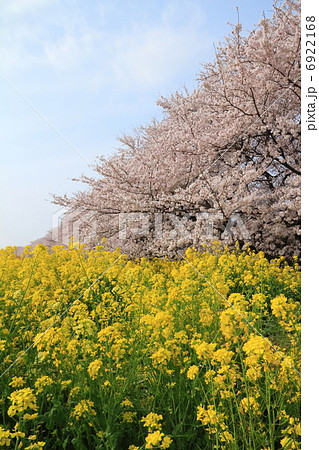熊谷桜堤 熊谷桜堤 6922168