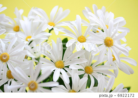 サイネリア 6922172