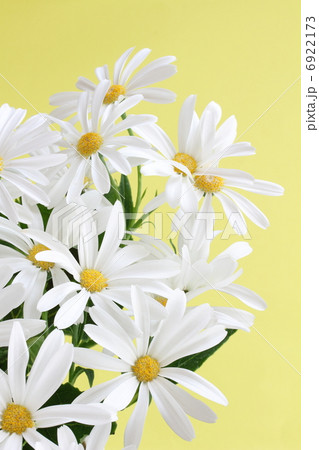 サイネリア 6922173